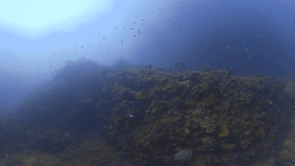 Sunlit Reef Activity