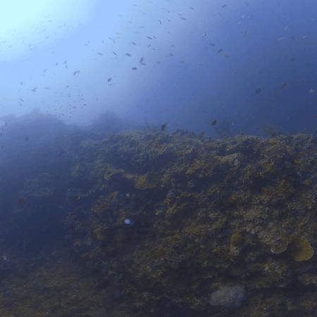 Sunlit Reef Activity