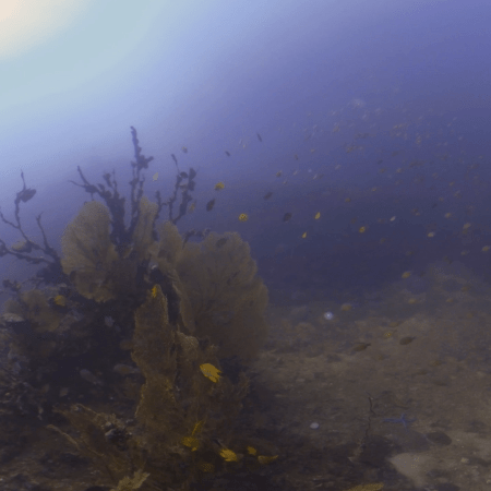 Sunlit Schooling Among Golden Sea Fans