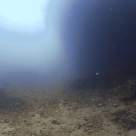 Sunlit Reef Crevice Ecosystem