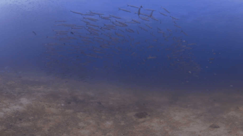 Schools Converge Above Coastal Substrate