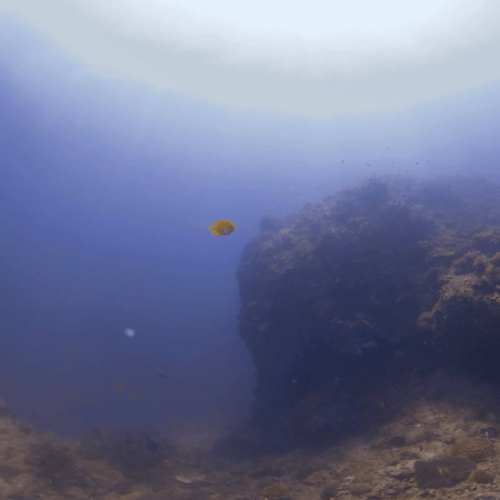 Reef Schools to Benthic Life