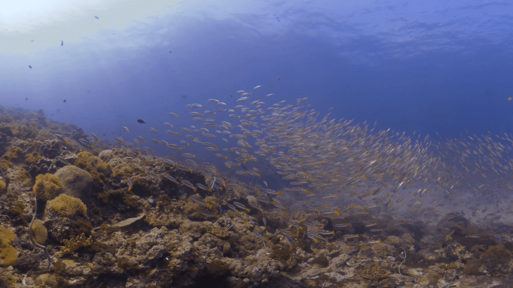 Golden Fusilier Reef Ballet