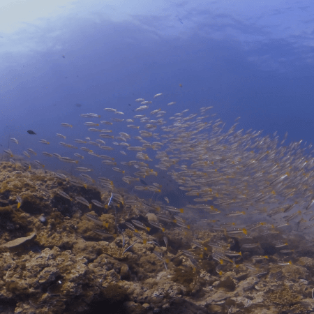 Golden Fusilier Reef Ballet