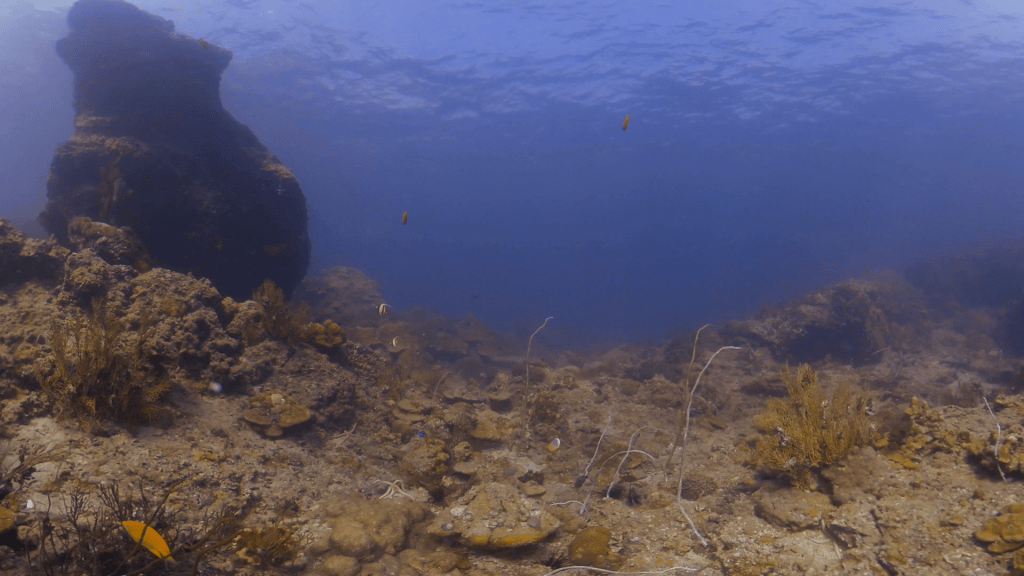 Sunlit Reef Floor Biodiversity