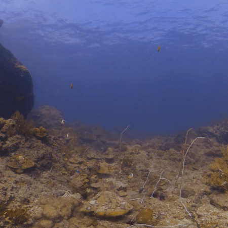 Sunlit Reef Floor Biodiversity
