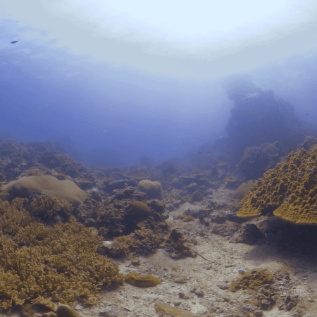 Vibrant Coral Landscape Sun-Drenched Depths