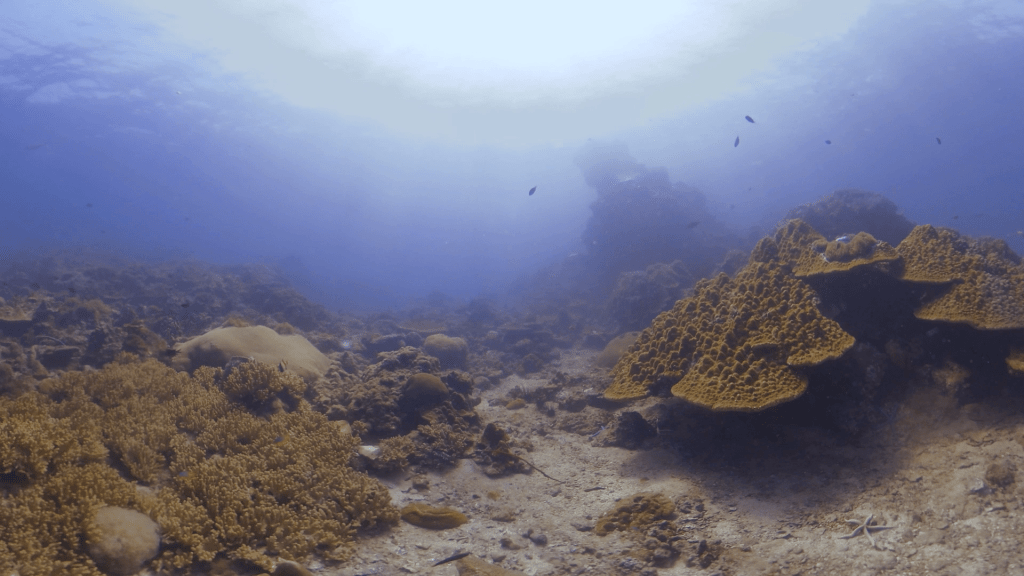 Sunlit Tropical Reef Sanctuary