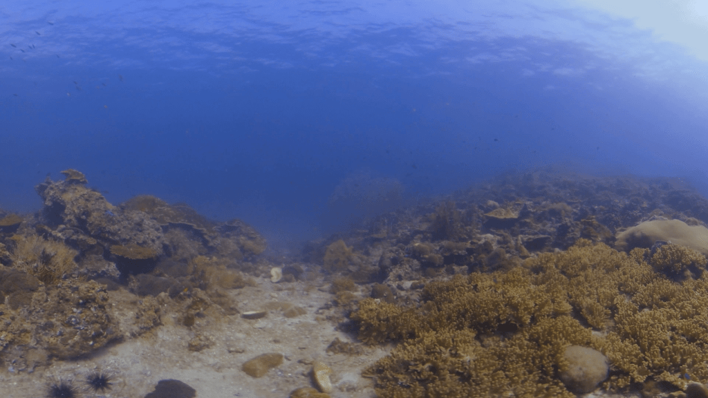 Bannerfish Cruises Vibrant Coral Channel