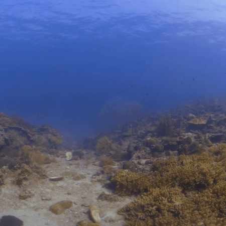 Bannerfish Cruises Vibrant Coral Channel