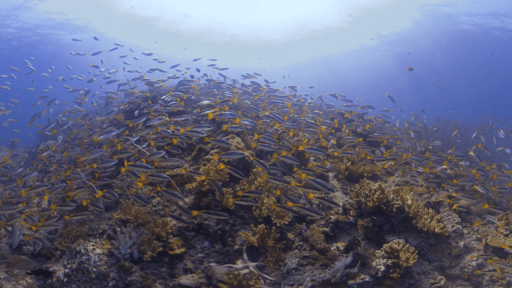 School of Goldlined Seabream Shimmers Over Reef