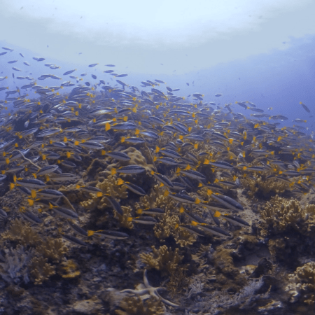 School of Goldlined Seabream Shimmers Over Reef
