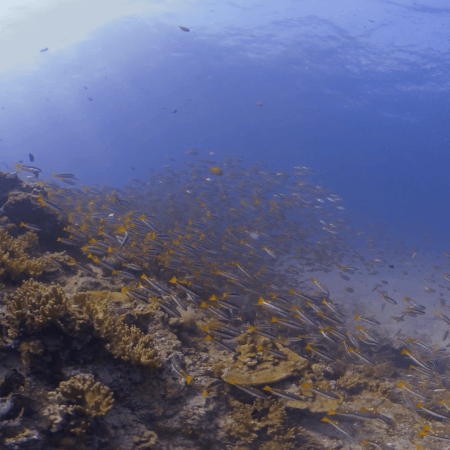 Synchronized Fusilier Swarm