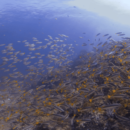 Vibrant Fusilier School Swirls Reef