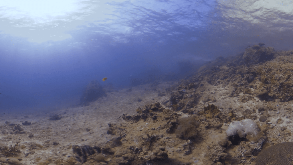 Sunlit Coastal Reef Transition Zone