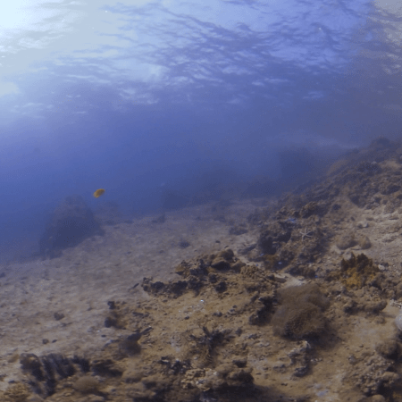 Sunlit Coastal Reef Transition Zone
