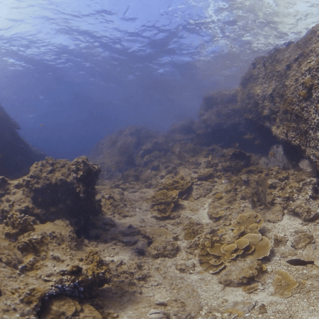 Sunlit Benthic Life in Coastal Shallows