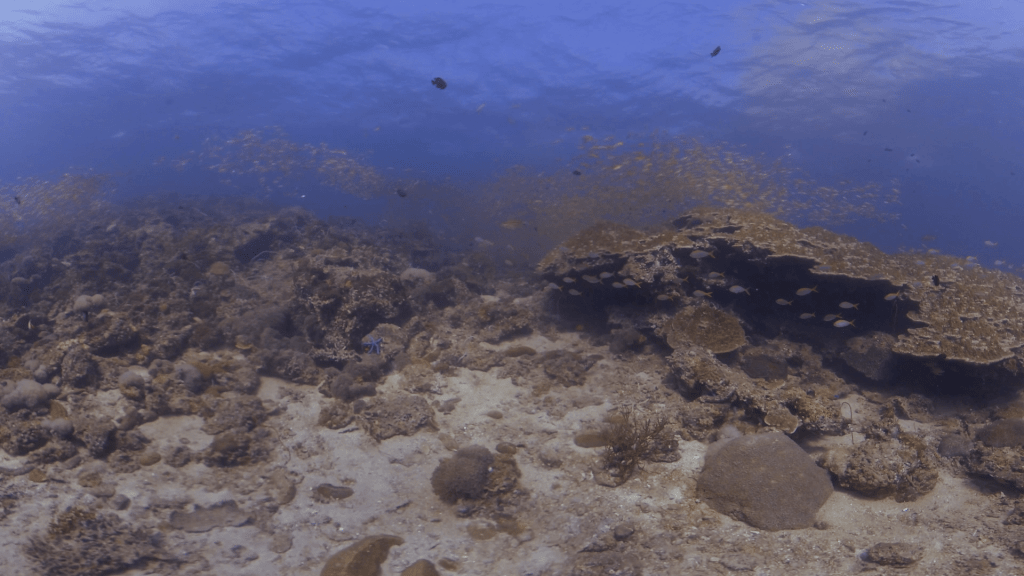 Lyretail Anthias Swarm Over Shallow Reef