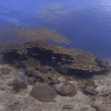 Golden Fusilier School Swirls Reef Ledge