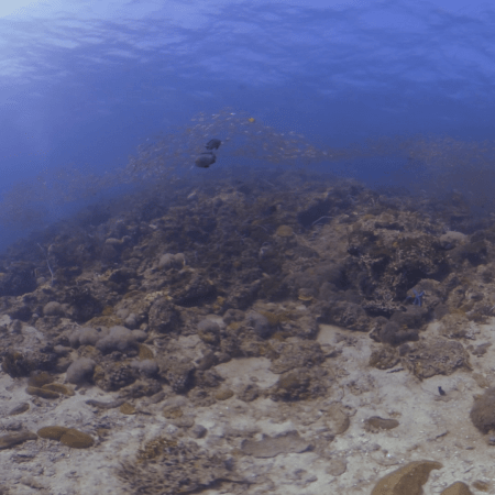 Golden Snapper Shoal Over Coral Rubble