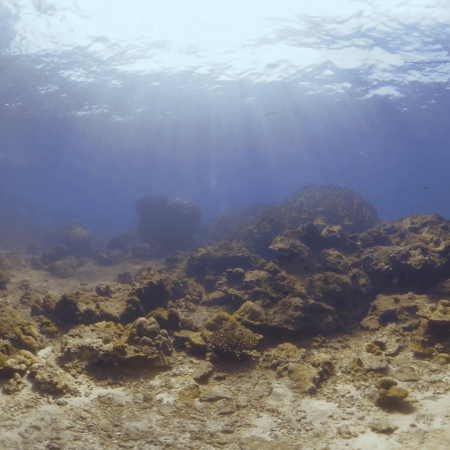 Sunlit Reef Tranquility