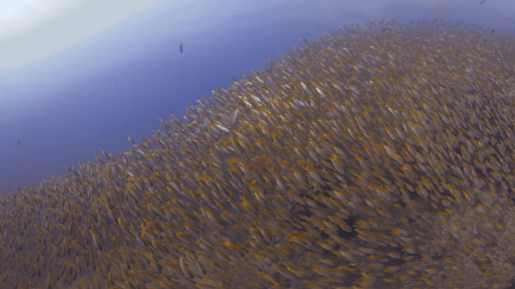 Massive Golden Fish School Swarms Reef