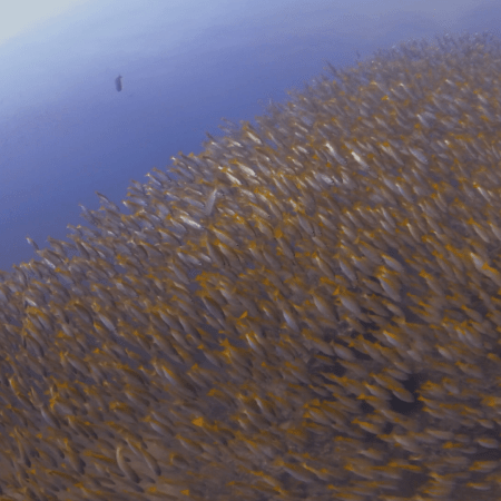 Massive Golden Fish School Swarms Reef
