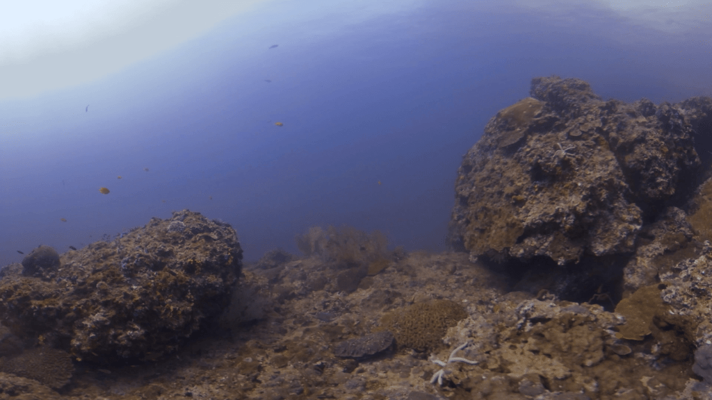 Sunlit Tropical Reef Habitat
