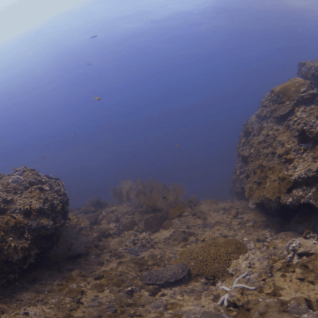 Sunlit Tropical Reef Habitat
