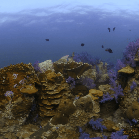 Vibrant Reef Panorama with Soft Corals