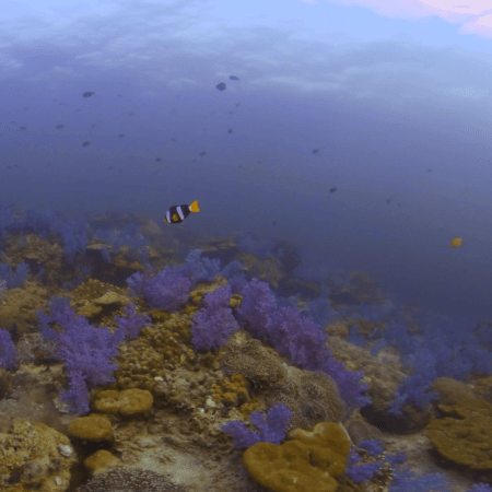 Purple Haze Reef: Soft Coral Symphony