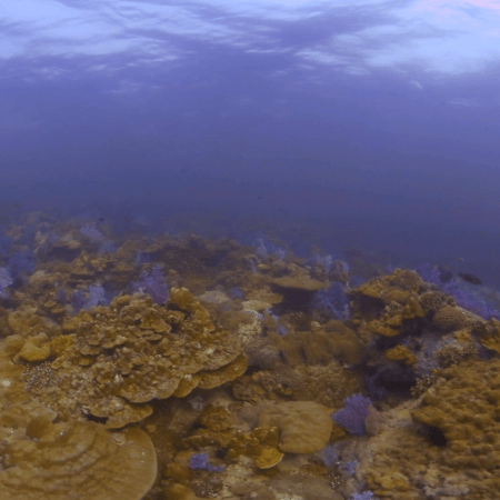 Vibrant Reef Canvas Beneath Reflective Waters
