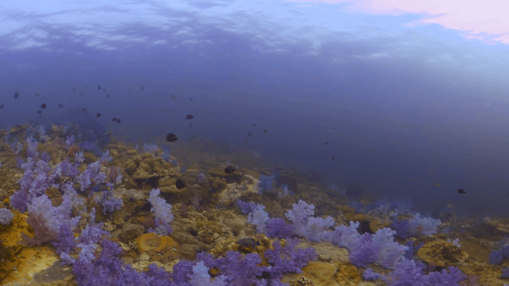 Purple Soft Coral Reef: Life on a Tropical Slope