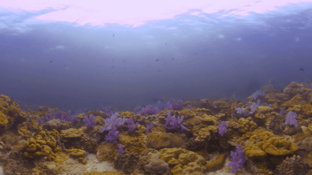 Vibrant Purple Soft Coral Reefscape