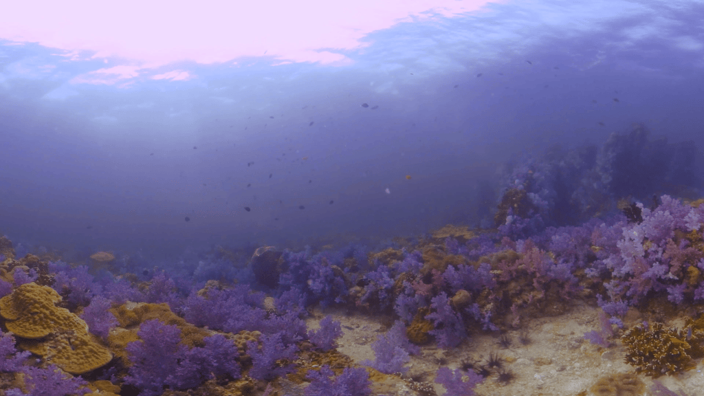 Sunlit Purple Coral Bloom & Reef Fish Ballet