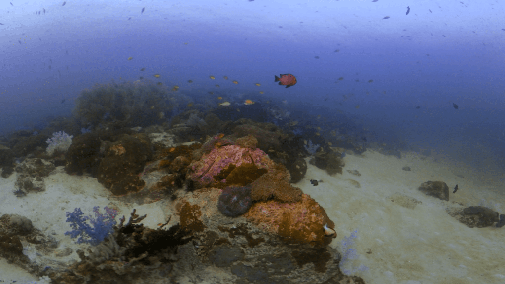 Clownfish Home Reef Bloom