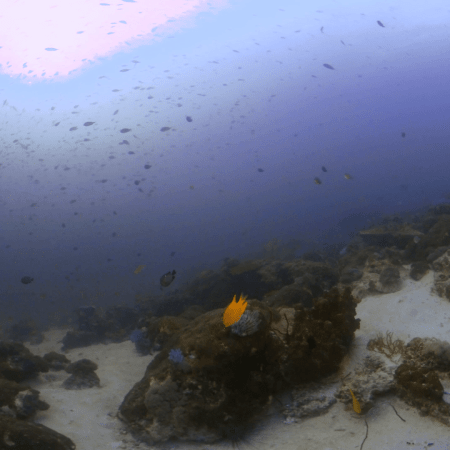 Reef Dance Under Sunlit Shallows