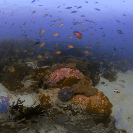 Bustling Reef Tableau with Anthias Swarm