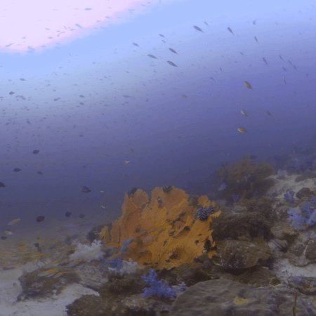 Vibrant Reef: Anthias and Fusilier Schools