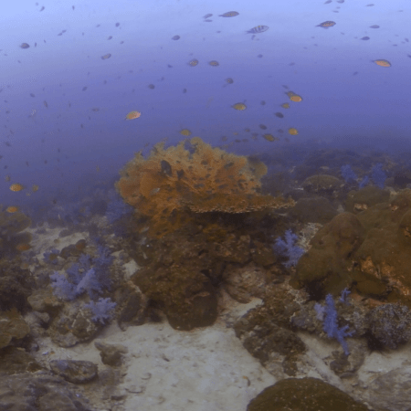 Tropical Reef Ballet: Fish Swarm Over Soft Corals