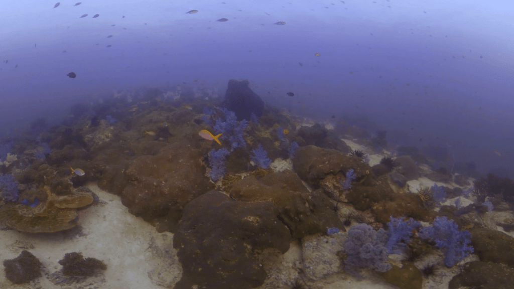 Vibrant Reef Fish Swarms Amidst Purple Coral Formations