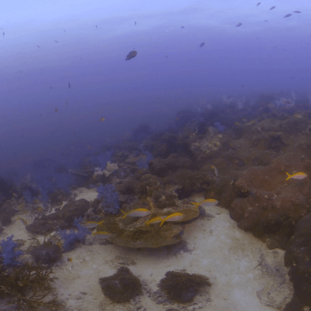 Abundant Reef Shoals Amidst Violet Soft Corals