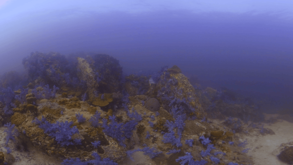 Vibrant Reef Gardens Adorned in Purple