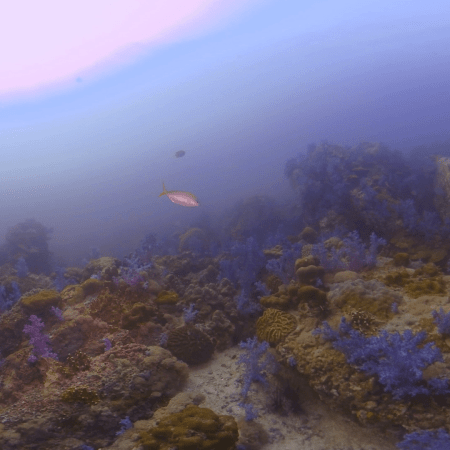 Vibrant Purple Soft Coral Garden