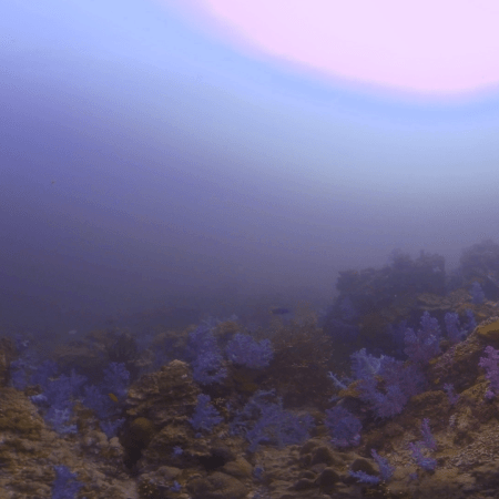 Vibrant Reef Slope at Golden Hour