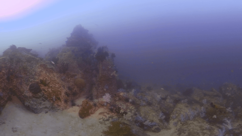 Clownfish Navigating Diverse Rocky Outcrop