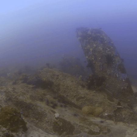 Benthic Community: Rocky Seafloor Life
