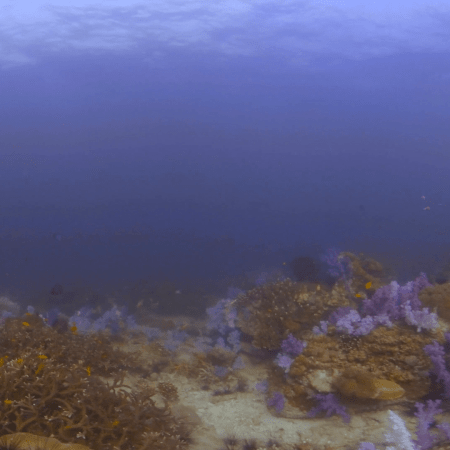 Vibrant Reef Life Amidst Purple Gardens