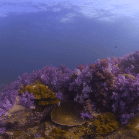 Vibrant Dendronephthya Coral Garden with Anthias Schools