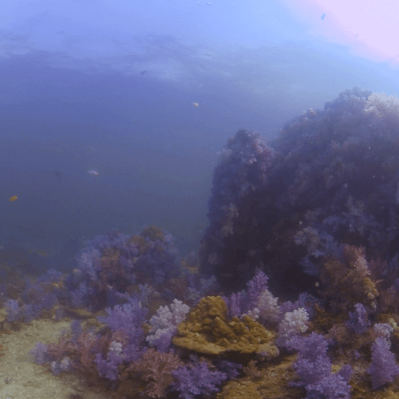 Lush Purple Soft Coral Reef Tapestry